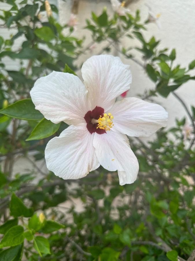 Marbella Beachfront Apartment エクステリア 写真